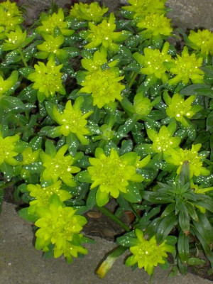 20040424_euphorbia_polychroma.jpg