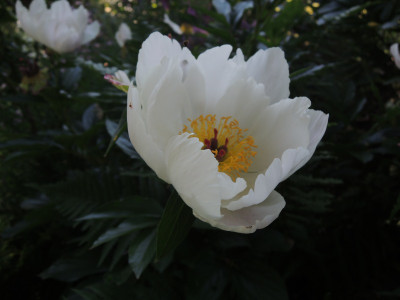 P.lactiflora1.JPG