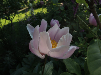 P.lactiflora2.JPG