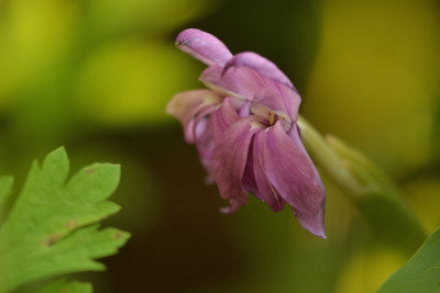 Roscoea.jpg
