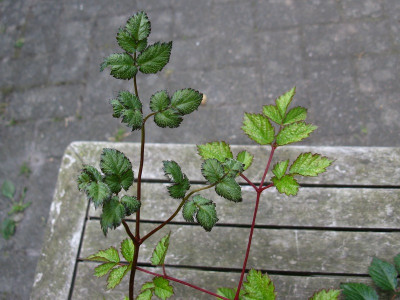 Wer ist Purpurlanze (Kopie).jpg
