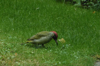 gruenspecht5_14872.jpg