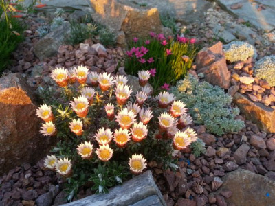Helichrysum retortoides.jpg