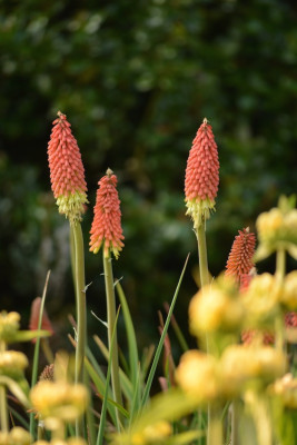 Kniphofia Mutter.jpg