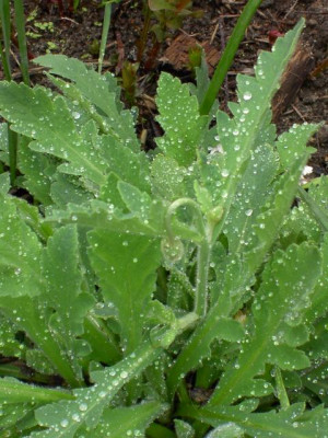 20040424_papaver_atlanticum.jpg