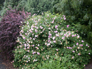 Unbekannte_Rose_2.JPG