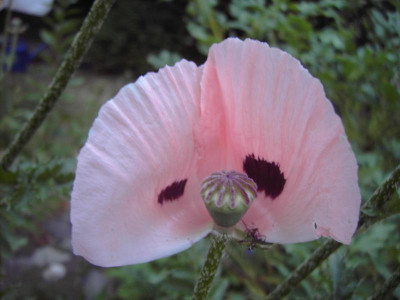 PICT0607.JPG