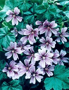 Malva_sylvestris_Marina.jpg