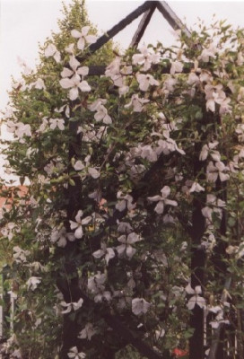 Alba_Luxurians.jpg