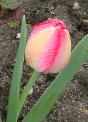 20040424_tulperrosagelb.jpg