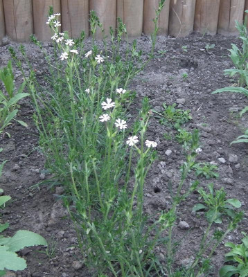 Sternbalsam 2015-06-11-2.jpg