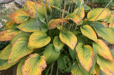 Hosta_20071_81.jpg