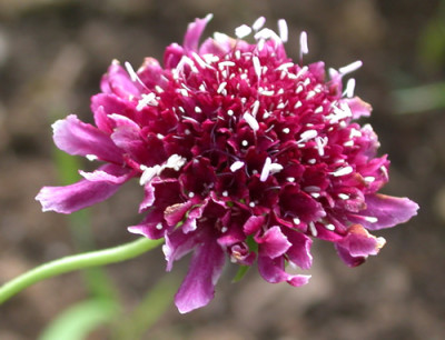 Purpur-Skabiose_Burgundy_Bonnets_Hugel_9223_92.jpg