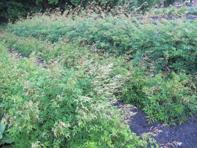 Aruncus 12.6.15 ue .JPG