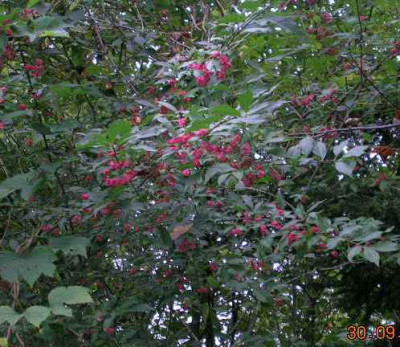 Euonymus_europaea___1.jpg