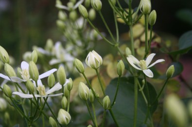 Clematis_maximowicziana.jpg