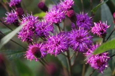 Vernonia_crinata_nah.jpg