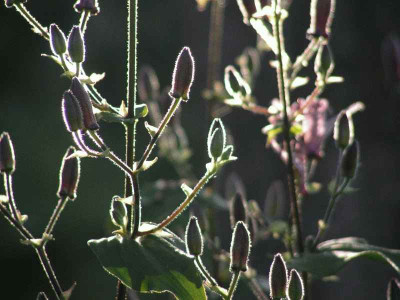 Kroetenknospen_0161.jpg