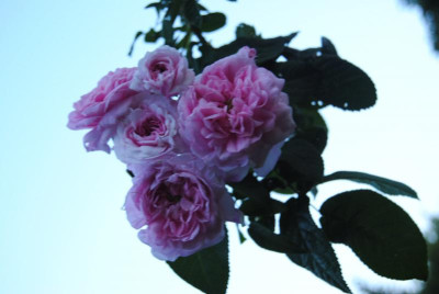 rosen 134.jpg
