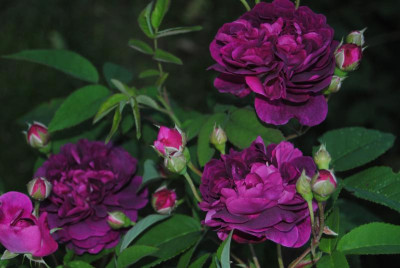 rosen 016.jpg