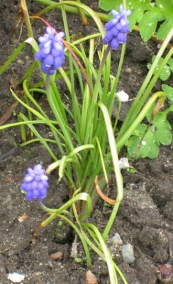 20040424_muscari_einfach.jpg