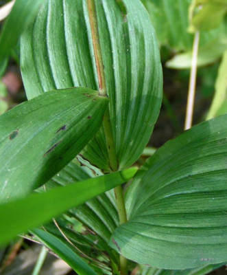Wildstaude_4.9.05.jpg
