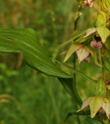 2005-07-14_epip._helleborine.jpg