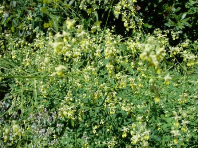 Kopie_von_DSC00902.JPG