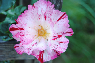 rosen 056.jpg