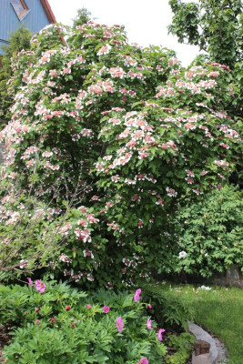 IMG_3291_eViburnum sargentii Onondaga.JPG