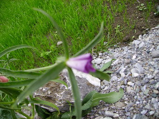 wildkrauterblute.JPG