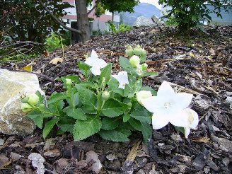 karpatenglockenblume.JPG