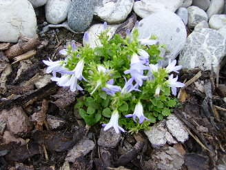 miniglockenblume.JPG
