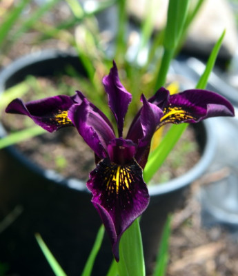 Chrysographes.JPG