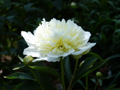 2015-06-12 Paeonia.jpg