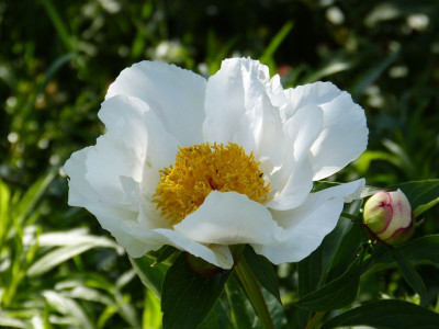 2015-06-12 Paeonia 2.jpg