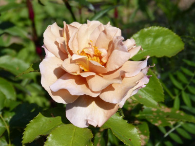 2015-06-12 'Lavender Pinocchio' 2.jpg