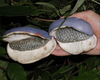 Akebia_quinata_Frucht.jpg