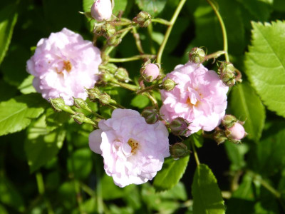 2015-06-12 Rosen 'Witzenhausen'.jpg