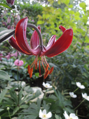 L.maroon king15.JPG