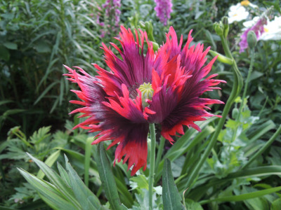 Papaver.JPG