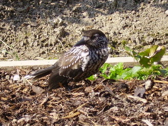 unbekannter_Vogel.JPG