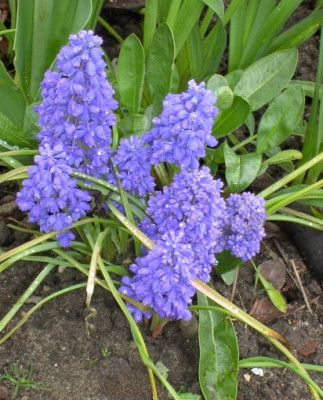 20040424_muscari.jpg