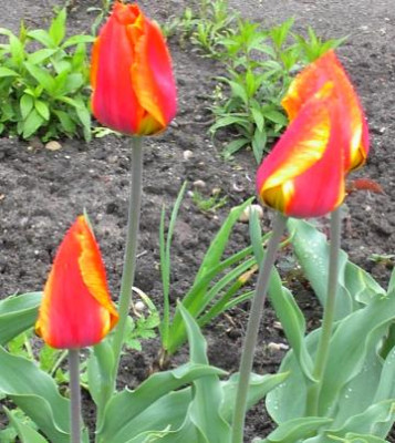 20040424_tulperrotgelb.jpg