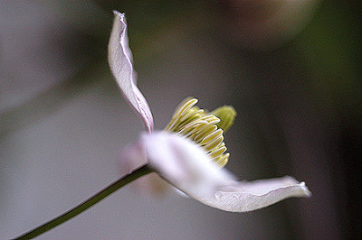klematis_montana_seite_4342.jpg