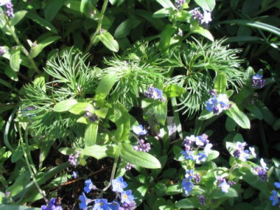 Paeonia_tenuifolia_1.jpg
