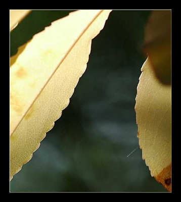 Blattstruktur_1_02-10-05.jpg