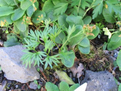 Paeonia_tenuifolia_2.jpg