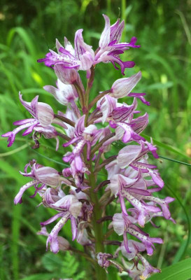 Orchis militaris A 06-2015.jpg