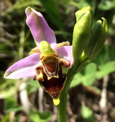 Ophrys apifera 06-2015.jpg